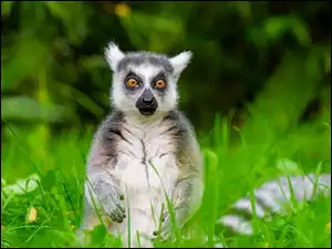 Siedzący, Lemur