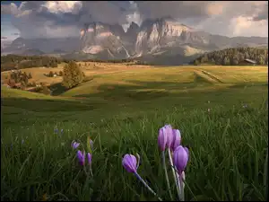 Dolomity, Sassolungo, Księżyc, Góry, Włochy, Kwiaty, Seiser Alm, Drzewa, Drewniane, Płaskowyż, Krokusy, Dolina, Val Gardena, Łąka, Domy