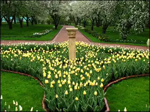 Tulipany, Park, Wiosna, Żółte