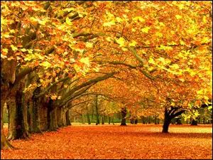 Liście, Jesień, Park, Drzewa