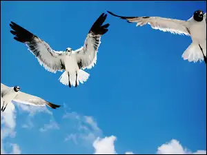 Niebo, Mewy, Błękitne