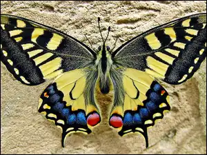 Królowej, Motyl, Paź