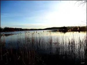 Trawy, Błękitne, Niebo, Jezioro