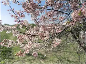 Kwiaty, Drzewo owocowe, Gałęzie, Jasnoróżowe