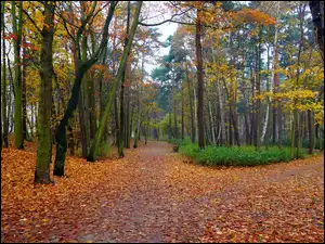 Droga, Drzewa, Park, Jesień, Alejki