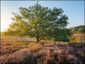 Prowincja Geldria, Holandia, Wrzosowisko, Wschód słońca, Park Narodowy Veluwezoom, Drzewo