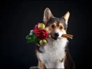 Bukiet, Ciemne tło, Welsh corgi pembroke, Pies, Kwiaty