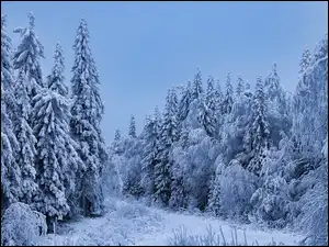 Ośnieżone, Las, Śnieg, Zima, Drzewa iglaste