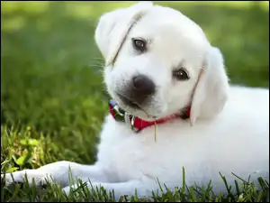 Labrador retriever, Trawa, Szczeniak, Biały, Obroża