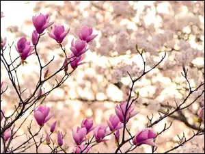 Różowe, Gałązki, Magnolia, Kwiaty