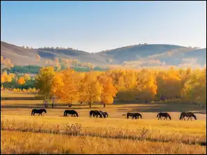 Wzgórza, Jesień, Łąka, Konie, Pole, Drzewa