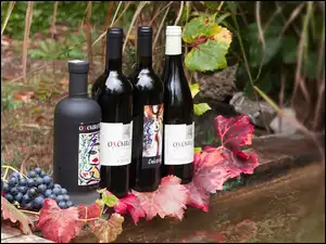 Wino, Butelki, Liście, Ogród, Ogrodzenie, Winogrona