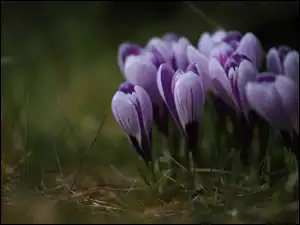 Krokusy, Kępka, Fioletowe, Wiosenne, Kwiaty