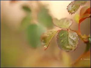 Krople, Młode, Liście, Róży