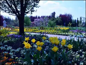 Drzewa, Alejka, Kwitnące, Ogród, Tulipany