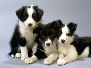 Pieski, Collie, Słodkie, Trzy, Border