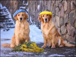 Dwa Golden retrievery w kolorowych beretach