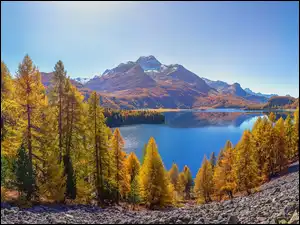Szczyt Piz da la Margna, Góry Alpy, Dolina Engadyna, Kanton Gryzonia, Jesień, Jezioro Silsersee, Szwajcaria, Drzewa