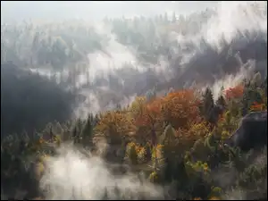 Las, Mgła, Góry, Jesień, Drzewa