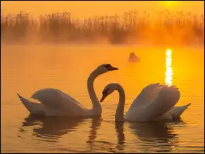 Jezioro, Dwa, Białe, Łabędzie