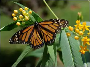 Kwiaty, Motyl, Monarch, Liście