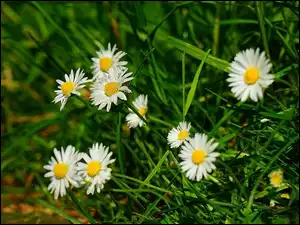 Trawa, Kwiaty, Białe, Stokrotki