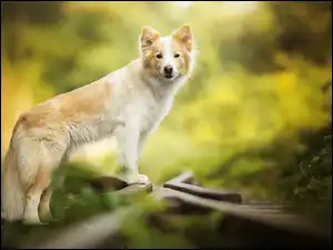 Border collie stoi na torach