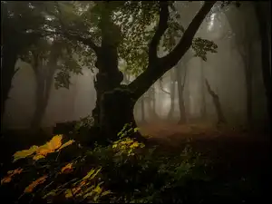 Las, Rośliny, Ciemny, Jesień, Drzewa