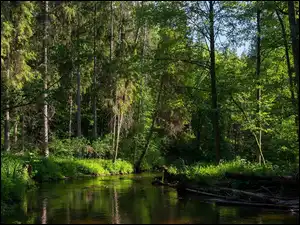 Przebijające Światło, Las, Rzeka