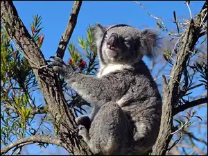 Drzewo, Miś, Koala