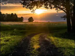 Droga, Pola, Słońca, Zachód, Drzewa