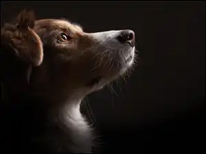 Profil Border collie