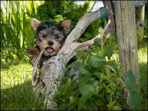 Trawa, Pies, Yorkshire, Terrier