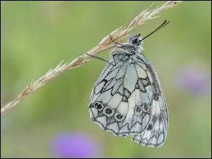 Trawa, Motyl, Polowiec szachownica, Roślina