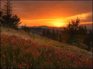 Lasy, Góry, Roślinność, Polska, Drzewa, Beskid Żywiecki