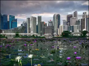 Singapur, Drapacze chmur, Staw, Lilie wodne