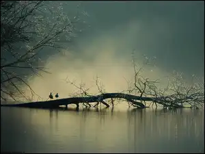 Mgła, Jezioro, Drzewo