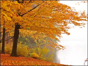 Liście, Jesienny, Park, Żółte