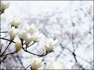 Białe, Gałązki, Magnolia, Kwiaty