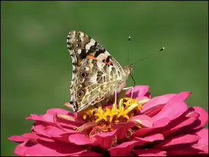 Osetnik, Cynia, Rusałka, Motyl, Kwiat