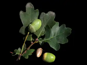 Żołędzie, Tło, Dębu, Liście, Czarne