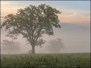 Trawy, Mgła, Drzewa, Łąka, Poranek