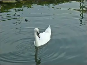 Woda, Kamienie, Biały, Łabędź, Jezioro