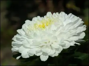 Biały, Przyroda, Kwiat, Aster