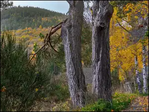 Góry Cairngorm, Drzewa, Szkocja, Jesień, Park Narodowy Cairngorms, Brzozy, Sosny