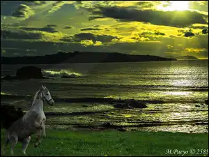 Łąka, Wschód Słońca, Morze, Koń