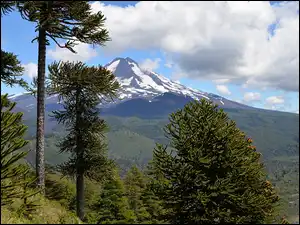 Wulkan Llaima, Góra, Araukarie chilijskie, Chile, Drzewa, Park Narodowy Conguillio