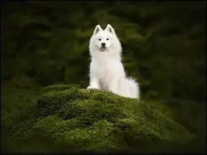 Biały samojed siedzący na mchu