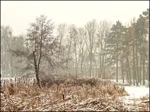 Trawy, Poznań, Drzewa, Zima, Park Sołacki