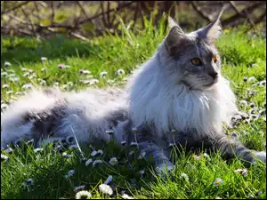 Stokrotki, Kot, Maine Coon, Trawa